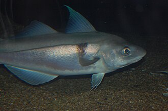 Schellfisch