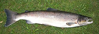 Atlantischer Lachs